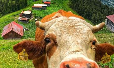 Pokut & Huser Double Turu ( 1 Günde 4 Yayla )